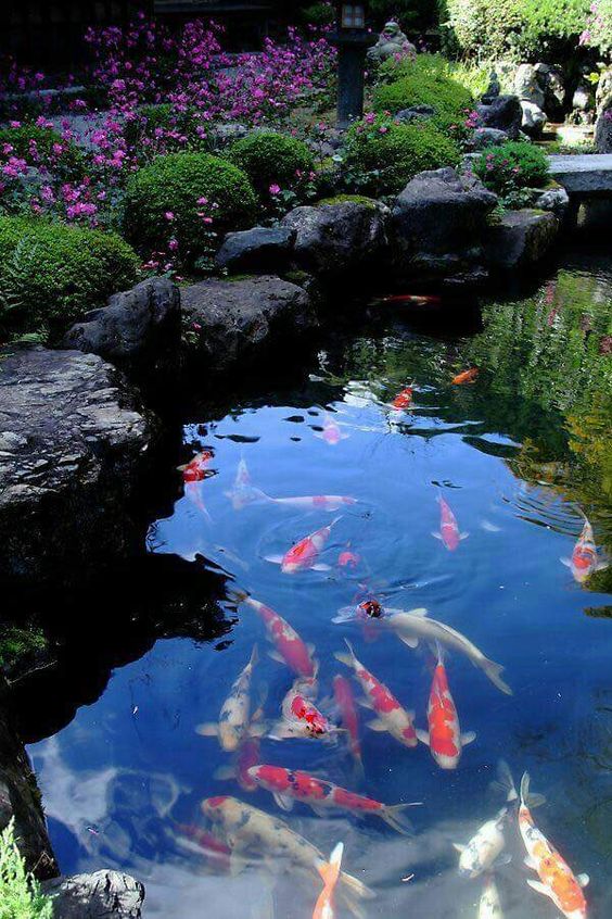 Thiết kế thi công hồ cá koi theo phong cách Nhật Bản tại Nha Trang
